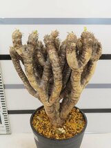 6537 「多肉植物」ユーフォルビア ギラウミニアナ 植え【発根未確認・Euphorbia guillauminiana・発芽開始】_画像1