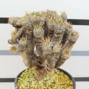 6534 「多肉植物」ユーフォルビア ギラウミニアナ 植え【発根未確認・Euphorbia guillauminiana・発芽開始】の画像4