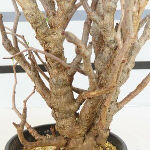 6584 「塊根植物」センナ メリディオナリス 中 植え【発根未確認・Senna meridionalis・マダガスカル・芽吹き】の画像3