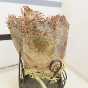 6151 「塊根植物」パキポディウム エブレネウム抜き苗【最新到着・eburneum・根切確認済・マダガスカル】の画像5