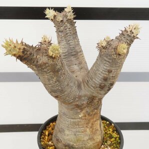 6548 「塊根植物」パキポディウム エニグマティクム 植え【発根未確認・Pachypodium enigmaticum・多肉植物】の画像1