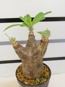 6545 「塊根植物」パキポディウム エニグマティクム 植え【発根未確認・Pachypodium enigmaticum・多肉植物】