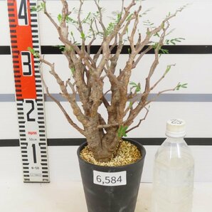 6584 「塊根植物」センナ メリディオナリス 中 植え【発根未確認・Senna meridionalis・マダガスカル・芽吹き】の画像1