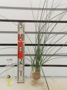 8996 「多肉植物」カリバナス フーケリー 抜き苗【実生・Calibannus hookeri・畑地植え株・自社養生株・塊根植物】