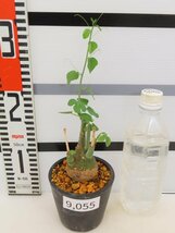 9055 「塊根植物」アデニア スピノーサ 植え【発根未確認・Adenia spinosa・多肉植物・丸株】_画像5