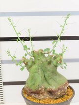 9056 「塊根植物」アデニア スピノーサ 大 植え【発根未確認・Adenia spinosa・多肉植物】_画像1