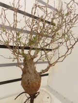 8958 「塊根植物」マダガスカル特急便 鮮度自信あり パキプス【到着後3日以内の返品OK・根切確認済・Operculicarya pachypus】_画像2