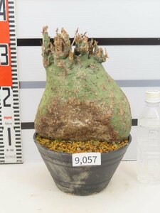 9057 「塊根植物」アデニア スピノーサ 大 植え【発根未確認・Adenia spinosa・多肉植物】