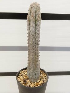 9094 「多肉植物Q」ユーフォルビア アブデルクリ 植え【接ぎ木・Euphorbia abdelkuri・発根】（