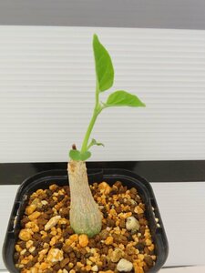 9080 「実生」マテレア シクロフィラ 植え【発根開始・Matelea cyclophylla・多肉植物・Gonolobus cyclophyllus】