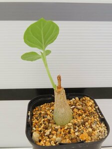 9077 「実生」マテレア シクロフィラ 植え【発根開始・Matelea cyclophylla・多肉植物・Gonolobus cyclophyllus】