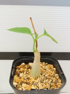 9071 「実生」マテレア シクロフィラ 植え【発根開始・Matelea cyclophylla・多肉植物・Gonolobus cyclophyllus】