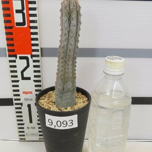 9093 「多肉植物Q」ユーフォルビア アブデルクリ 植え【接ぎ木・Euphorbia abdelkuri・発根】（の画像4