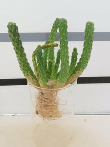 2115 「実生」ユーフォルビア イネルミス 抜き苗【塊根植物・Euphorbia inermis・地植え株】