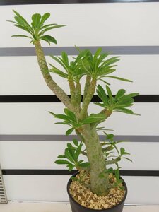 2090 「塊根植物」ドルステニア ギガス 植え【発根開始・発芽開始・Dorstenia gigas・多肉植物】