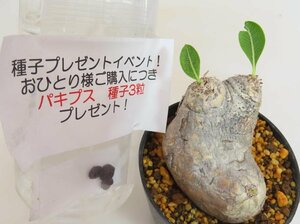 3139 「塊根植物」パキポディウム 恵比寿笑い 植え【発根未確認・brevicaule・多肉植物・購入でパキプス種子プレゼント】