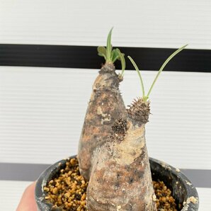 2172 「塊根植物」パキポディウム グラキリス 多頭 植え【発根未確認・多肉植物・gracilius・マダガスカル】の画像2