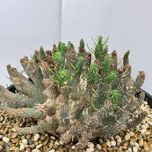 2391 「多肉植物」ユーフォルビア フスカXL 植え【発根確認済み・塊根植物・Euphorbia fusca・蛮蛇頭】の画像5