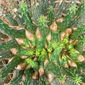 2392 「多肉植物」ユーフォルビア フスカXL 植え【発根確認済み・塊根植物・Euphorbia fusca・蛮蛇頭】の画像5