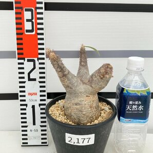 2177 「塊根植物」パキポディウム カクチペス 植え【発根未確認・多肉植物・マダガスカル・cactipes】の画像5