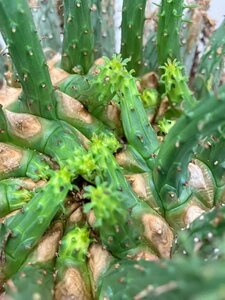 2392 「多肉植物」ユーフォルビア フスカXL 植え【発根確認済み・塊根植物・Euphorbia fusca・蛮蛇頭】