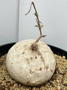 2394 「多肉植物」ラフィオナクメ　プロクンベンスXL 植え【発根確認済み・塊根植物・raphionacme procumbens】