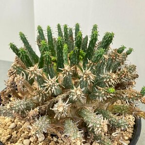 2392 「多肉植物」ユーフォルビア フスカXL 植え【発根確認済み・塊根植物・Euphorbia fusca・蛮蛇頭】の画像8