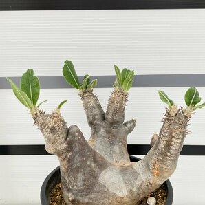 2178 「塊根植物」パキポディウム エニグマティクム 植え【発根未確認・Pachypodium enigmaticum・多肉植物】の画像1