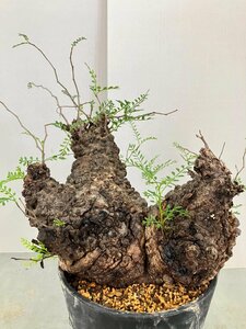 2399 「塊根植物」オペルクリカリア パキプス多頭大　植え【発根未確認・芽吹き・Operculicarya pachypus】