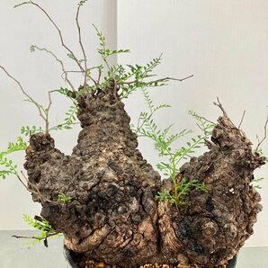 2399 「塊根植物」オペルクリカリア パキプス多頭大 植え【発根未確認・芽吹き・Operculicarya pachypus】の画像1