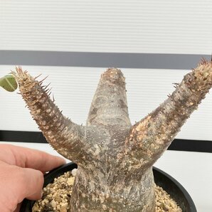 2177 「塊根植物」パキポディウム カクチペス 植え【発根未確認・多肉植物・マダガスカル・cactipes】の画像2