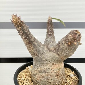 2177 「塊根植物」パキポディウム カクチペス 植え【発根未確認・多肉植物・マダガスカル・cactipes】の画像1