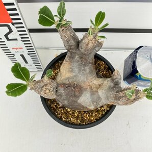 2178 「塊根植物」パキポディウム エニグマティクム 植え【発根未確認・Pachypodium enigmaticum・多肉植物】の画像7
