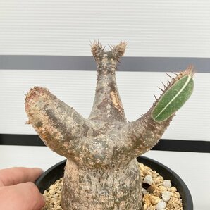 2177 「塊根植物」パキポディウム カクチペス 植え【発根未確認・多肉植物・マダガスカル・cactipes】の画像3