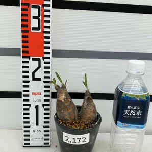 2172 「塊根植物」パキポディウム グラキリス 多頭 植え【発根未確認・多肉植物・gracilius・マダガスカル】の画像5