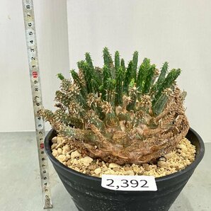 2392 「多肉植物」ユーフォルビア フスカXL 植え【発根確認済み・塊根植物・Euphorbia fusca・蛮蛇頭】の画像2