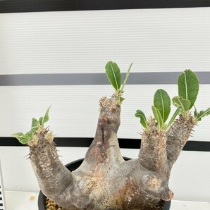 2178 「塊根植物」パキポディウム エニグマティクム 植え【発根未確認・Pachypodium enigmaticum・多肉植物】の画像2