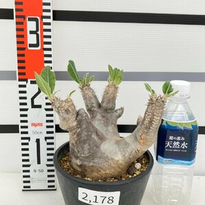 2178 「塊根植物」パキポディウム エニグマティクム 植え【発根未確認・Pachypodium enigmaticum・多肉植物】の画像10