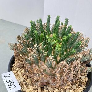 2392 「多肉植物」ユーフォルビア フスカXL 植え【発根確認済み・塊根植物・Euphorbia fusca・蛮蛇頭】の画像9
