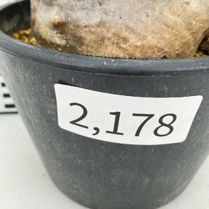 2178 「塊根植物」パキポディウム エニグマティクム 植え【発根未確認・Pachypodium enigmaticum・多肉植物】の画像4