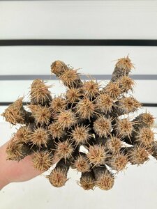 5246 「多肉植物」ユーフォルビア ギラウミニアナ 厳選株 抜き苗【4/5最新到着・Euphorbia guillauminiana・塊根植物・マダガスカル】