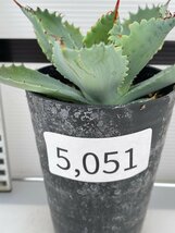 5051 「多肉植物」アガベ ポタトラム “スポーン” 【発根・リュウゼツラン・ Agave potatorum “spawn”・残り僅か】_画像5