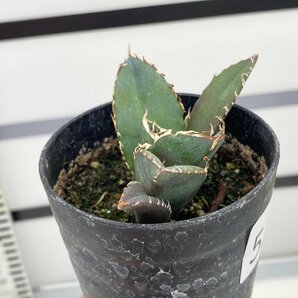 5035 「激レア高級品種」アガベ チタノタ 白鯨 植え【発根・Agave Titanota White Whale・】の画像5