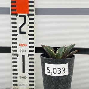 5033 「激レア高級品種」アガベ チタノタ 白鯨 植え【発根・Agave Titanota White Whale・】の画像7