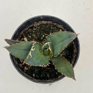 5035 「激レア高級品種」アガベ チタノタ 白鯨 植え【発根・Agave Titanota White Whale・】の画像6