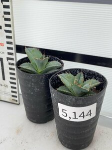 5144 「多肉植物】アガベ　ホワイトアイス 2株セット【発根・子株・agave white ice】