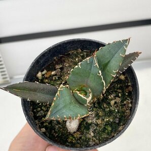 5033 「激レア高級品種」アガベ チタノタ 白鯨 植え【発根・Agave Titanota White Whale・】の画像1