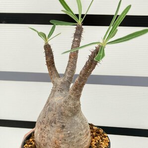 5284 「塊根植物」パキポディウム グラキリス SS 植え【発根未確認・多肉植物・gracilius・マダガスカル】の画像3