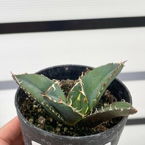 5035 「激レア高級品種」アガベ チタノタ 白鯨 植え【発根・Agave Titanota White Whale・】の画像2