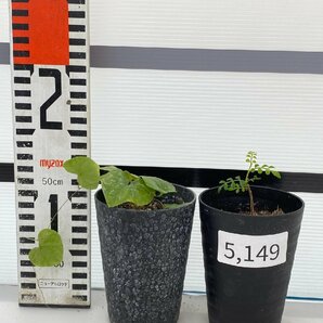 5149 「塊根植物」実生 2株セット【アフリカ亀甲竜・パキプス・購入でパキプス種子プレゼント】の画像6